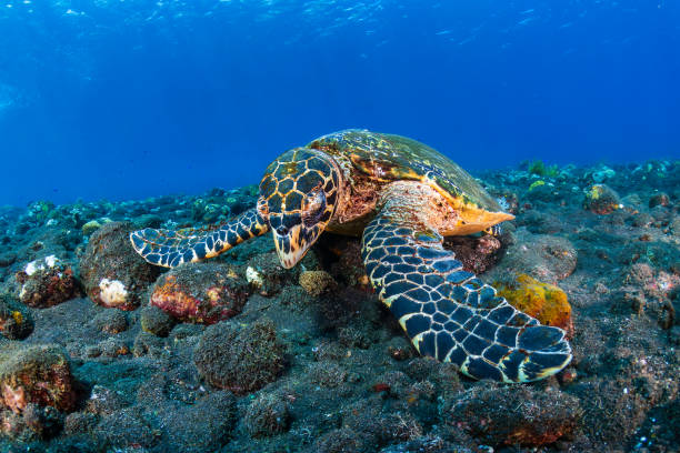 istock Hawksbill Sea Turtle (Eretmochelys imbricata) feeding on corals on a warm, tropical reef 2195190769