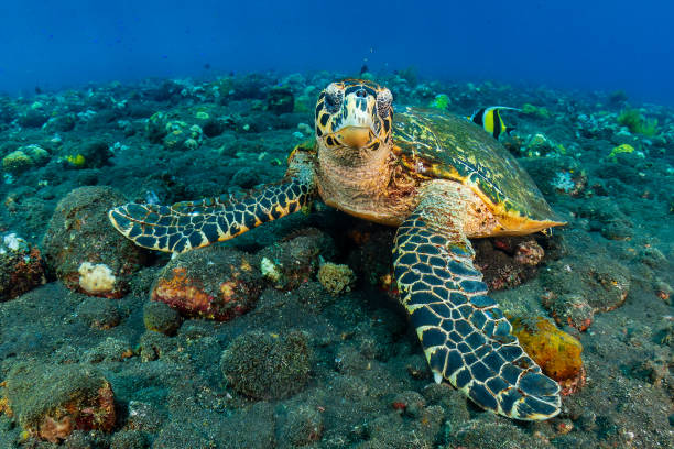 istock Hawksbill Turtle (Eretmochelys imbricata) underwater on a tropical coral reef with black volcanic sand (Tulamben, Bali, Indonesia) 2195190781