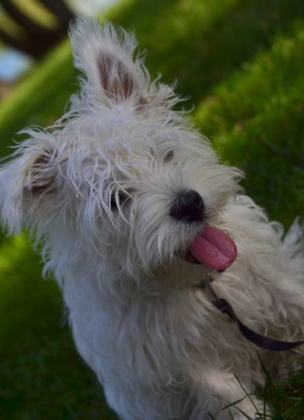 istock West Highland Terrier The best dog 2195190899