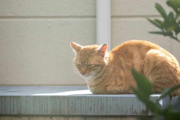 istock A brown tabby stray cat basking in the sun outdoors 2195194438