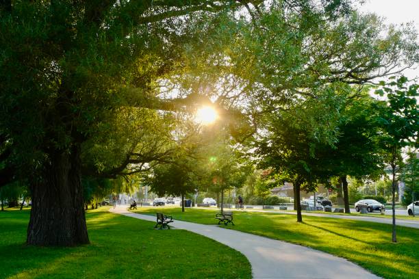 Summer Park with Sidewalk, Benches, and Sunlight Through Tree Leaves