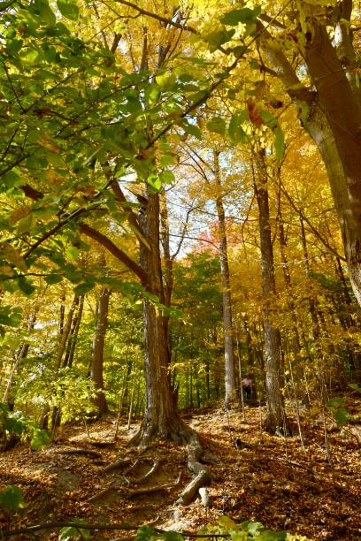 istock Autumn Forest with Yellow and Green Leaves, Tree Roots, and Fallen Leaves 2195196191