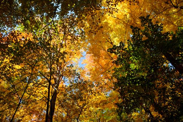 istock Looking Up at Golden Autumn Leaves with Sunlight Filtering Through Trees 2195196205