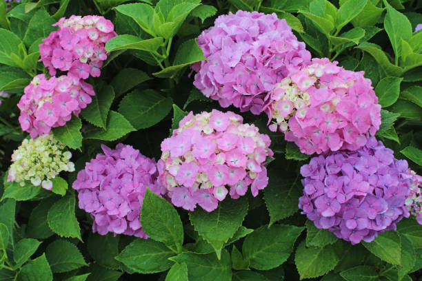 istock Beautiful hydrangea flowers in the garden 2195196366