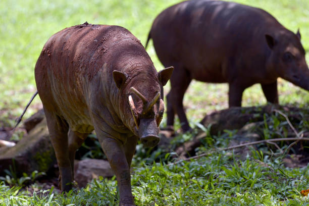 istock North Sulawesi Babirusa ( Babyrousa celebensis ) resting on a bush 2195196416