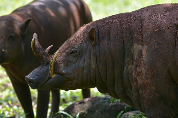 istock Babirusa Sulawesi Utara ( Babyrousa celebensis ) resting on a bush 2195196424