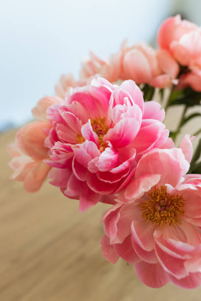 istock Freshly cut blooming peony high angle closeup 2195196946
