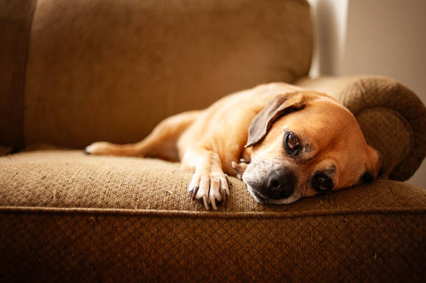 istock Sleepy brown Puggle dog staring at camera from couch 2195196964