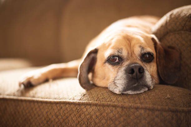 istock Sweet Puggle staring into camera while laying on couch 2195196966