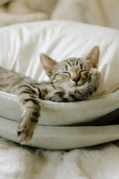 istock Tabby kitten lounging peacefully in a cozy, stylish room 2195197119