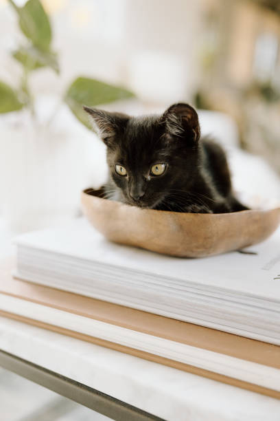 istock Black kitten in bowl on stacked books 2195197126