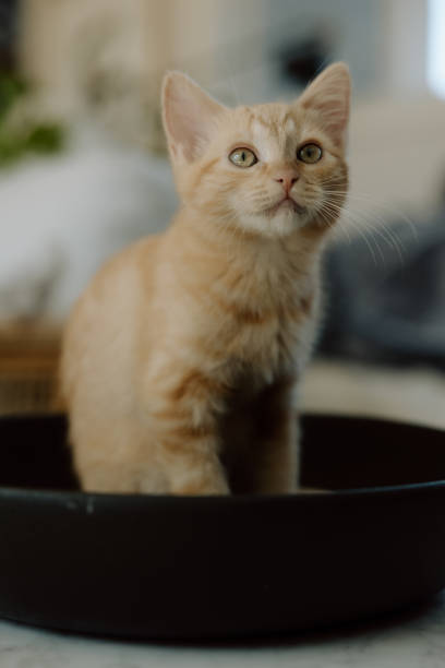 Ginger kitten sitting in a bowl