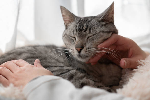 istock Person petting a cute cat 2195198346