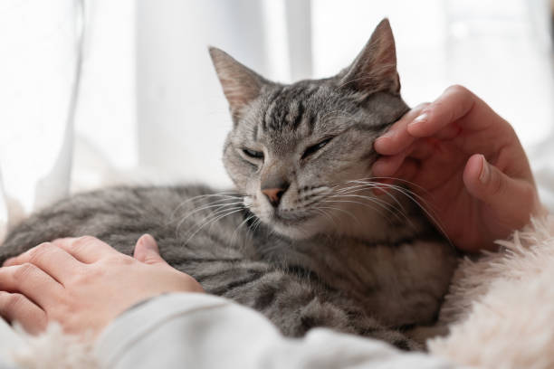 istock Person petting a cute cat 2195198348