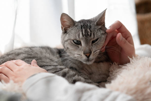 istock Person petting a cute cat 2195198358