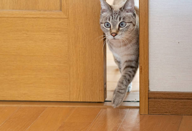 istock A cat passing through a narrow door gap 2195198397