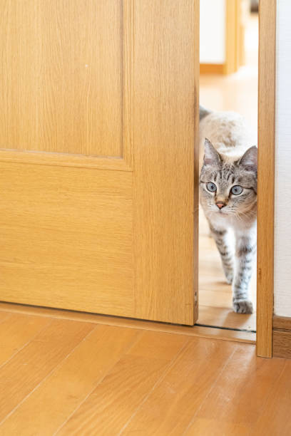 istock A cat passing through a narrow door gap 2195198554
