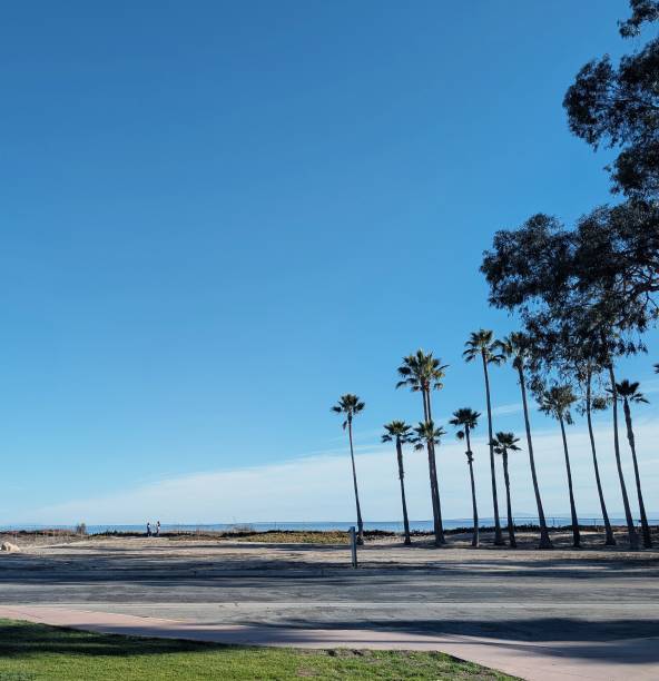 istock The bluest sky with palm trees 2195198691