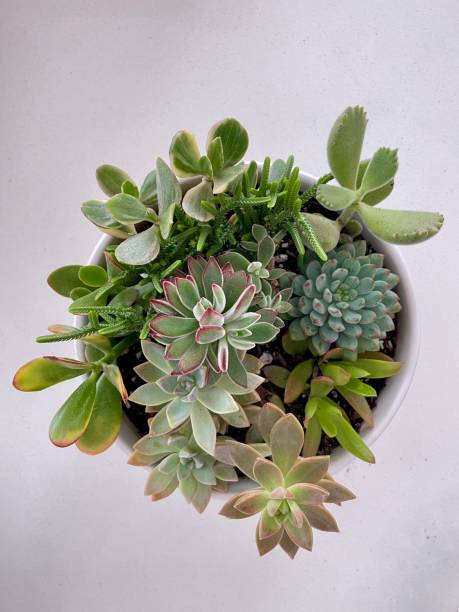 istock Greens dominate in a gorgeous succulent arrangement 2195199163