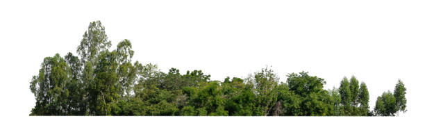istock Forest and foliage in summer isolated on white background 2195200476
