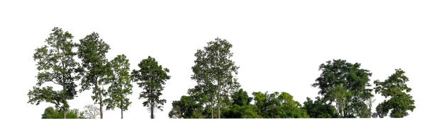 istock Forest and foliage in summer isolated on white background 2195200478