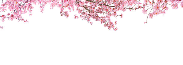 istock Cherry blossom blooming in spring season isolated on white background. 2195200488