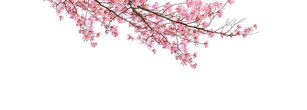 istock Pink sakura flowers in Spring isolated on white background. 2195200491