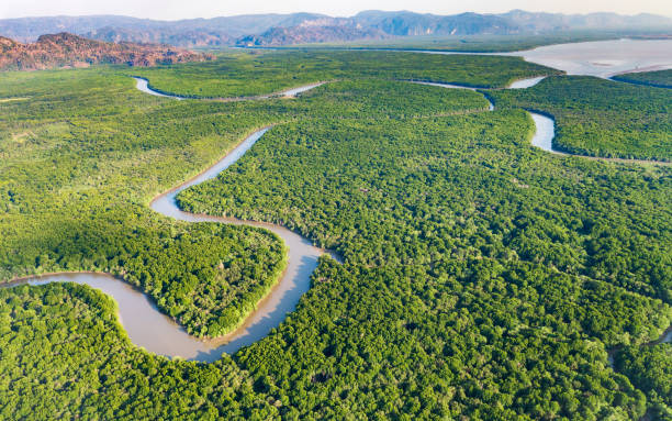 istock A winding river snakes through a lush mangrove forest, creating a breathtaking aerial view. 2195200784