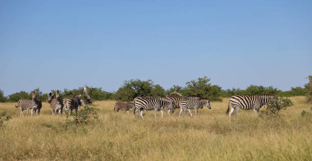 istock Steppenzebra / Burchell's zebra / Equus quagga burchellii 2195201729