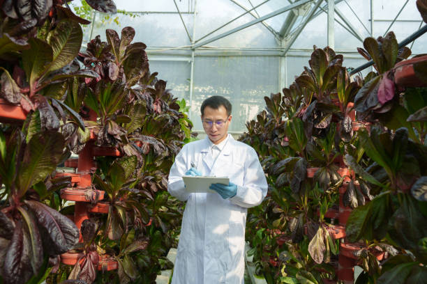 istock Researchers record soilless cultivation of vegetables 2195201813