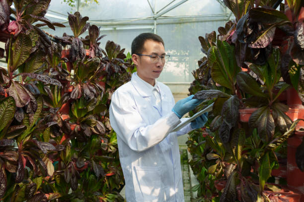 istock Asian man inspecting soilless vegetable garden 2195201869