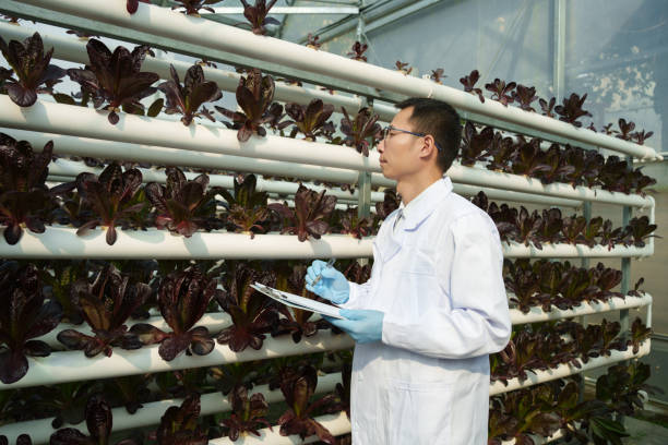 istock Asian researchers inspect soilless plantations 2195201886