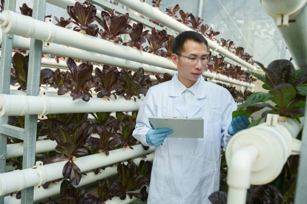istock Farmer inspects vegetable soilless plantation 2195201900