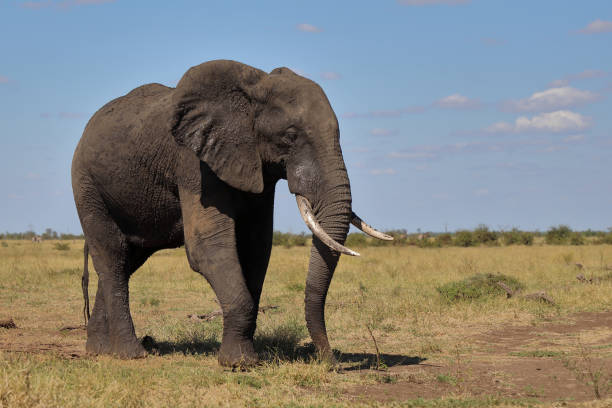 istock Afrikanischer Elefant / African elephant / Loxodonta africana 2195202080