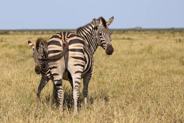Steppenzebra / Burchell's zebra / Equus quagga burchellii