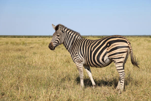 istock Steppenzebra / Burchell's zebra / Equus quagga burchellii 2195202267
