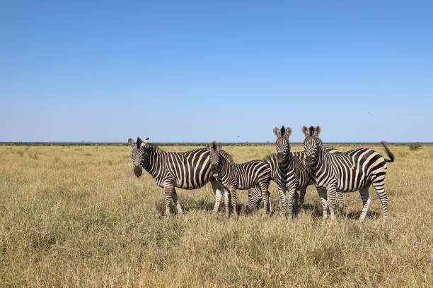 istock Steppenzebra / Burchell's zebra / Equus quagga burchellii 2195202269