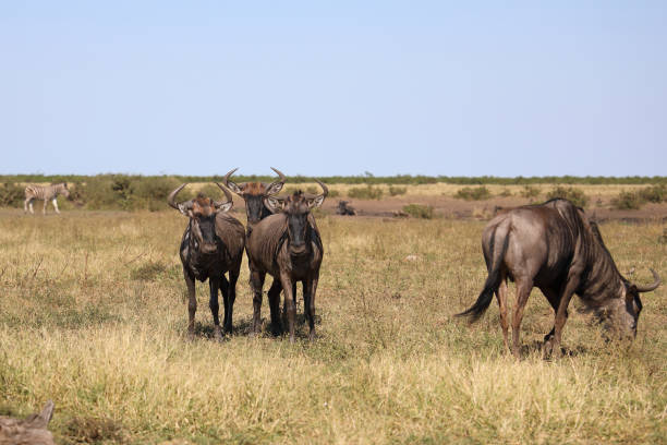 istock Streifengnu / Blue wildebeest / Connochaetes taurinus 2195202305