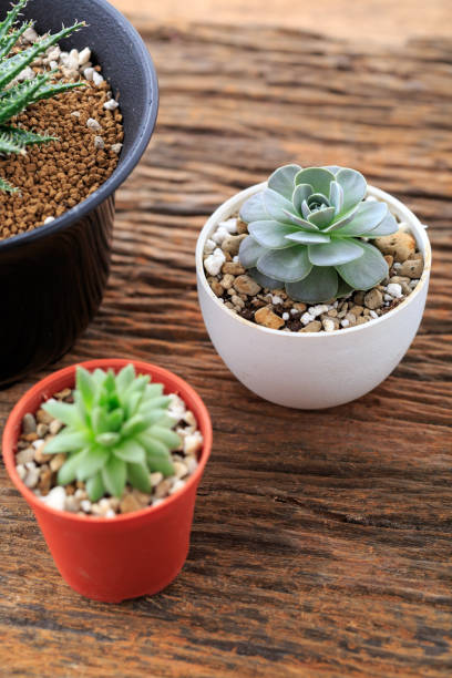 istock cactus in pot on wooden background 2195202456
