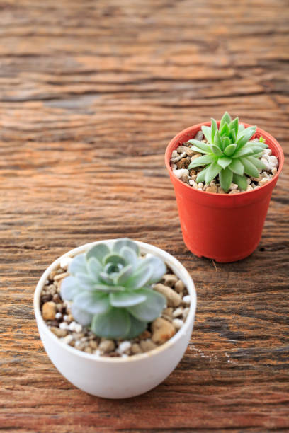 istock cactus in pot on wooden background 2195202490
