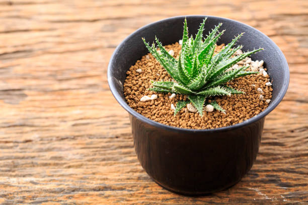 istock cactus in pot on wooden background 2195202523