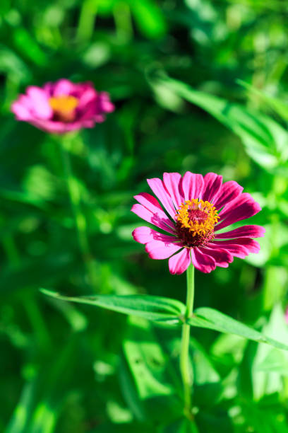 Pink flowers in the garden
