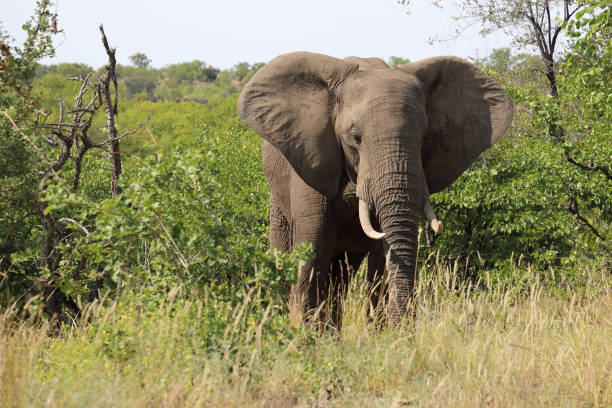 istock Afrikanischer Elefant / African elephant / Loxodonta africana 2195202818