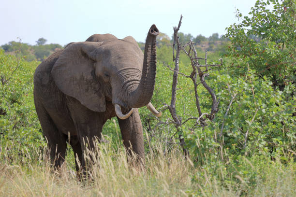 istock Afrikanischer Elefant / African elephant / Loxodonta africana 2195202820