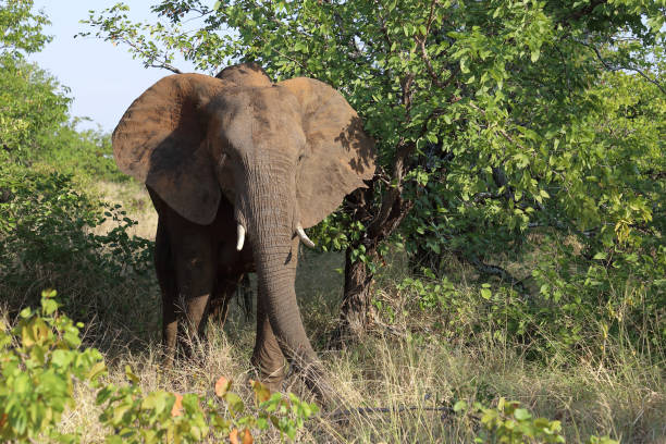 istock Afrikanischer Elefant / African elephant / Loxodonta africana 2195203171