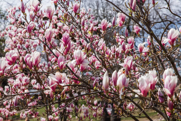 istock Magnolia flower blooming in springtime. Toronto, Canada. 2195203916