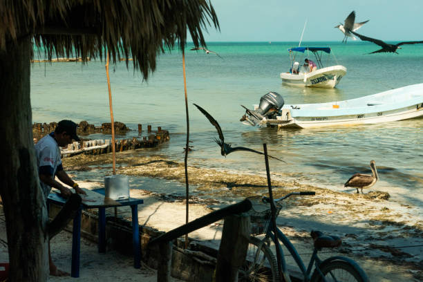Holbox, Yucatan, Mexico -  April 12, 2021: Fisherman cleans his catch outdoors with pelicans waiting for fish bits