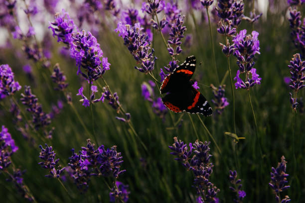 Butterfly on lavender flowers in the field. Ontario, Canada.