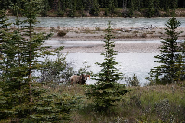 istock Wild bighorn sheep in Jasper National Park, Alberta, Canada. 2195204844