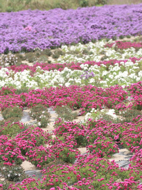 istock a multicolored field of flowers 2195205155